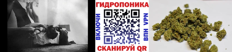 Бошки Шишки Amnesia  купить наркоту  Бердск 